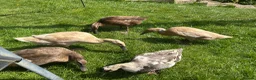 Ducks poultry for sale: Indian runner and khaki camble mixed  - Advert 4