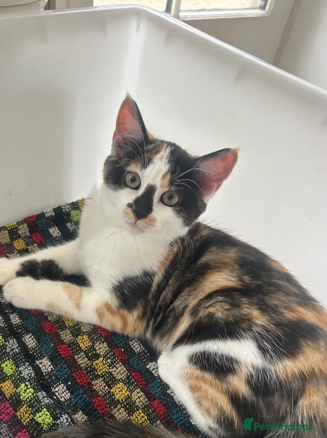 Mixed Breed cats for sale: *ONLY ONE LEFT* Happy, friendly litter of Kittens - Advert 2