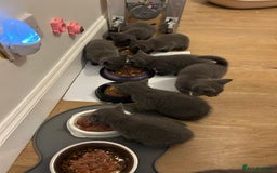 Russian Blue cats for sale: 🐾 Gorgeous Russian Blue Kittens for Sale 🐾 - Image 3