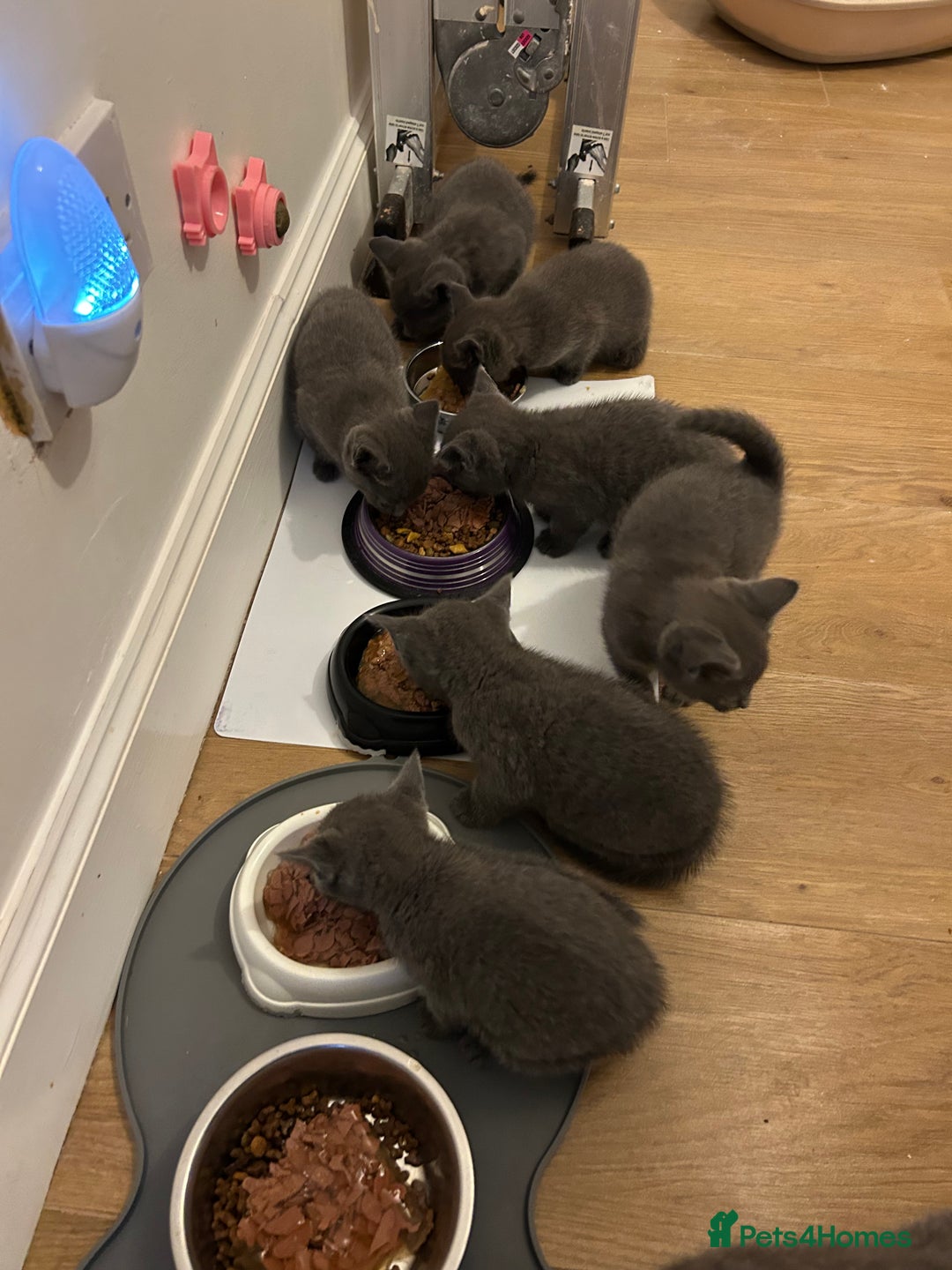 Russian Blue cats for sale: 🐾 Gorgeous Russian Blue Kittens for Sale 🐾 - Image 3