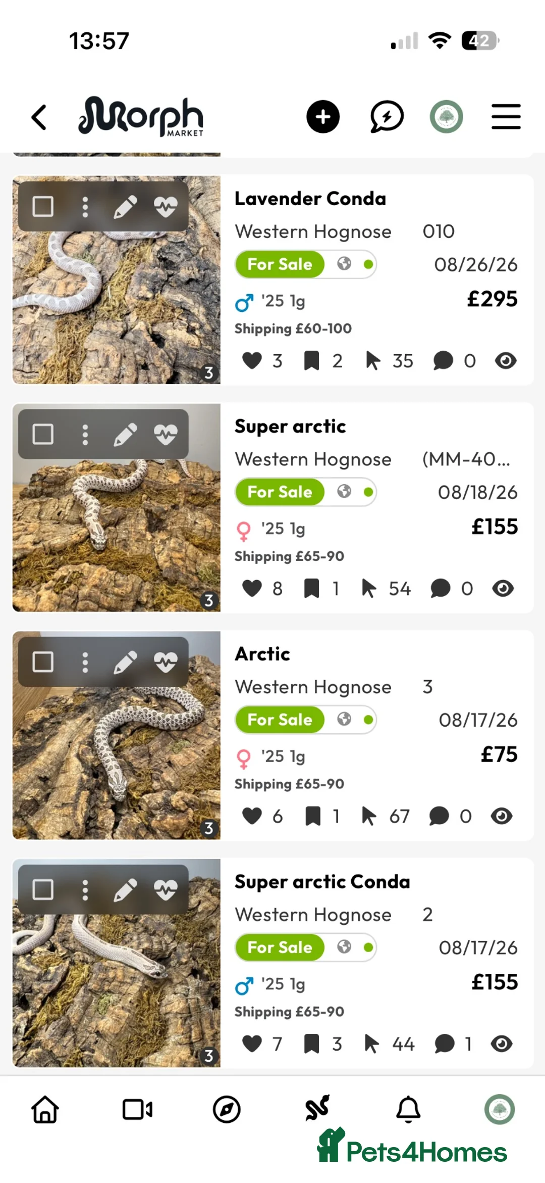 Snake reptiles for sale: Western Hognose  in Westgate-on-Sea - Advert 1