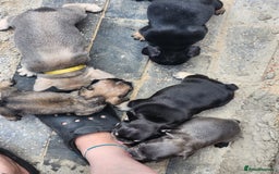 French Bulldog dogs for sale: French bulldog pups  - Image 15