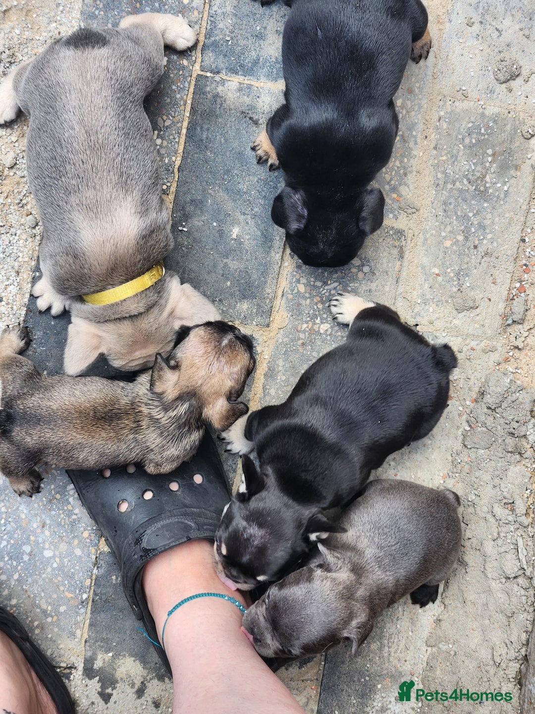 French Bulldog dogs for sale: French bulldog pups  - Image 15