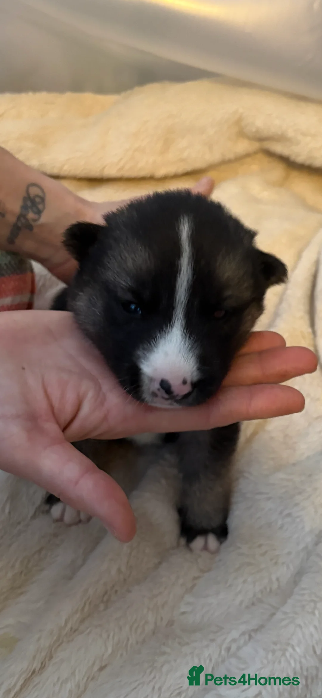 Shepsky dogs for sale: STUNNING SHEPSKY PUPPIES! - Advert 7