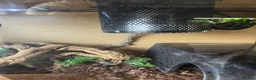 Python Snake reptiles for sale: Female normal royal python  - Advert 6