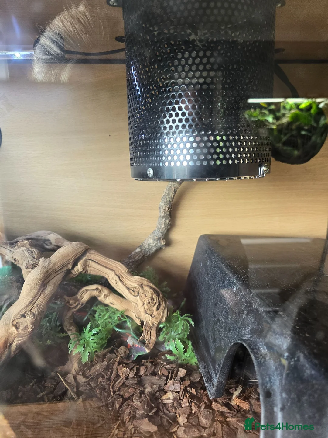 Python Snake reptiles for sale: Female normal royal python  - Advert 6