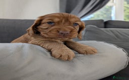 Cocker Spaniel dogs for sale: Cocker spaniel puppies - Advert 10