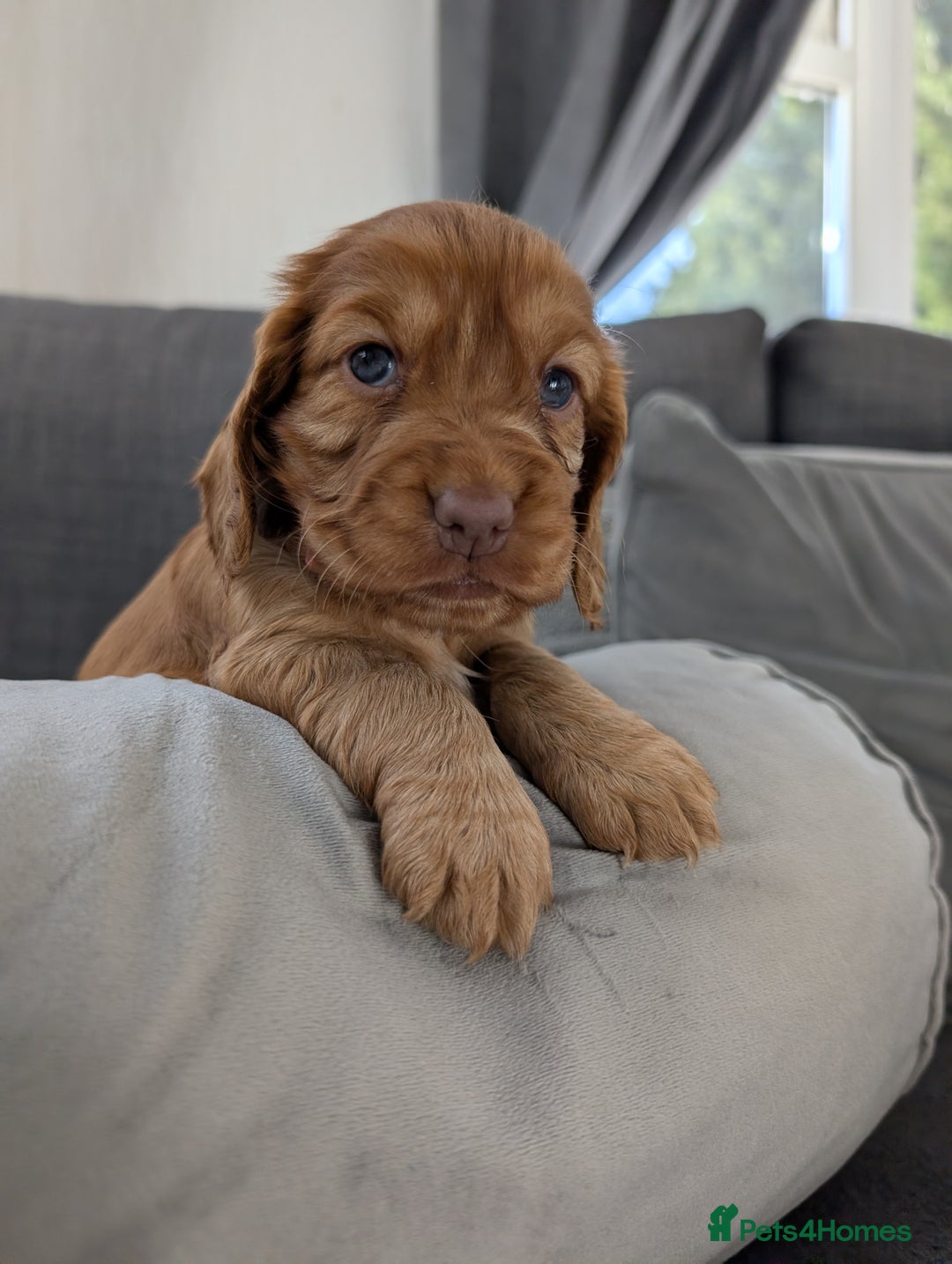 Cocker Spaniel dogs for sale: Cocker spaniel puppies - Advert 10