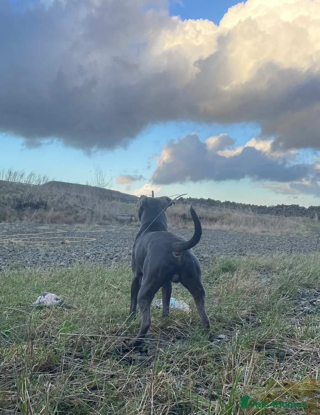 Staffordshire Bull Terrier dogs for stud: KC registered Staffy for Stud in Holmfirth - Advert 2