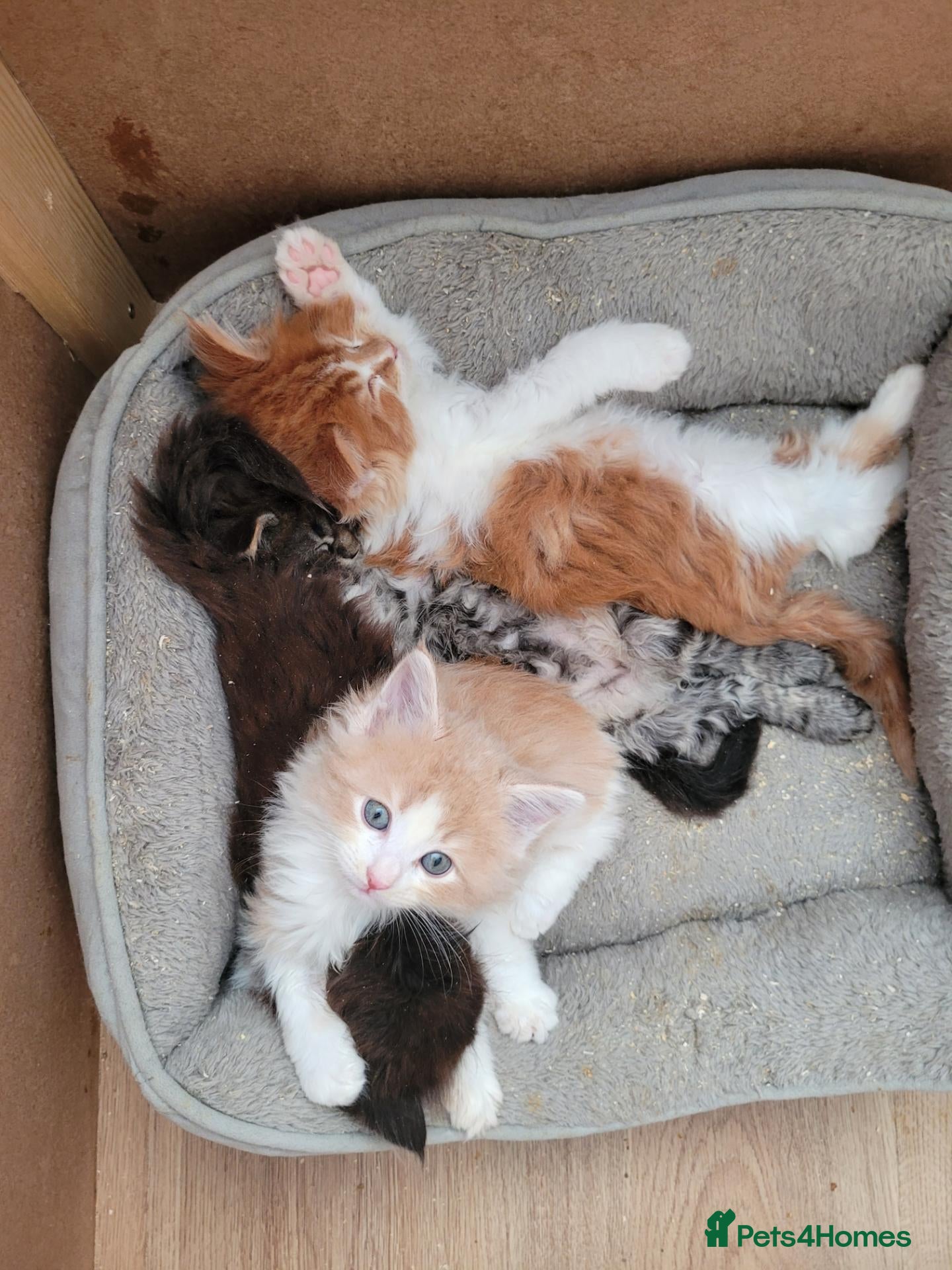 Ragcoon cats Ragcoon litter Ready in 2 weeks - Advert 2