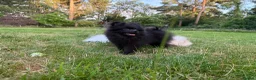 Pomeranian dogs for sale: Beautiful black Pomeranian 6 months old female - Advert 8