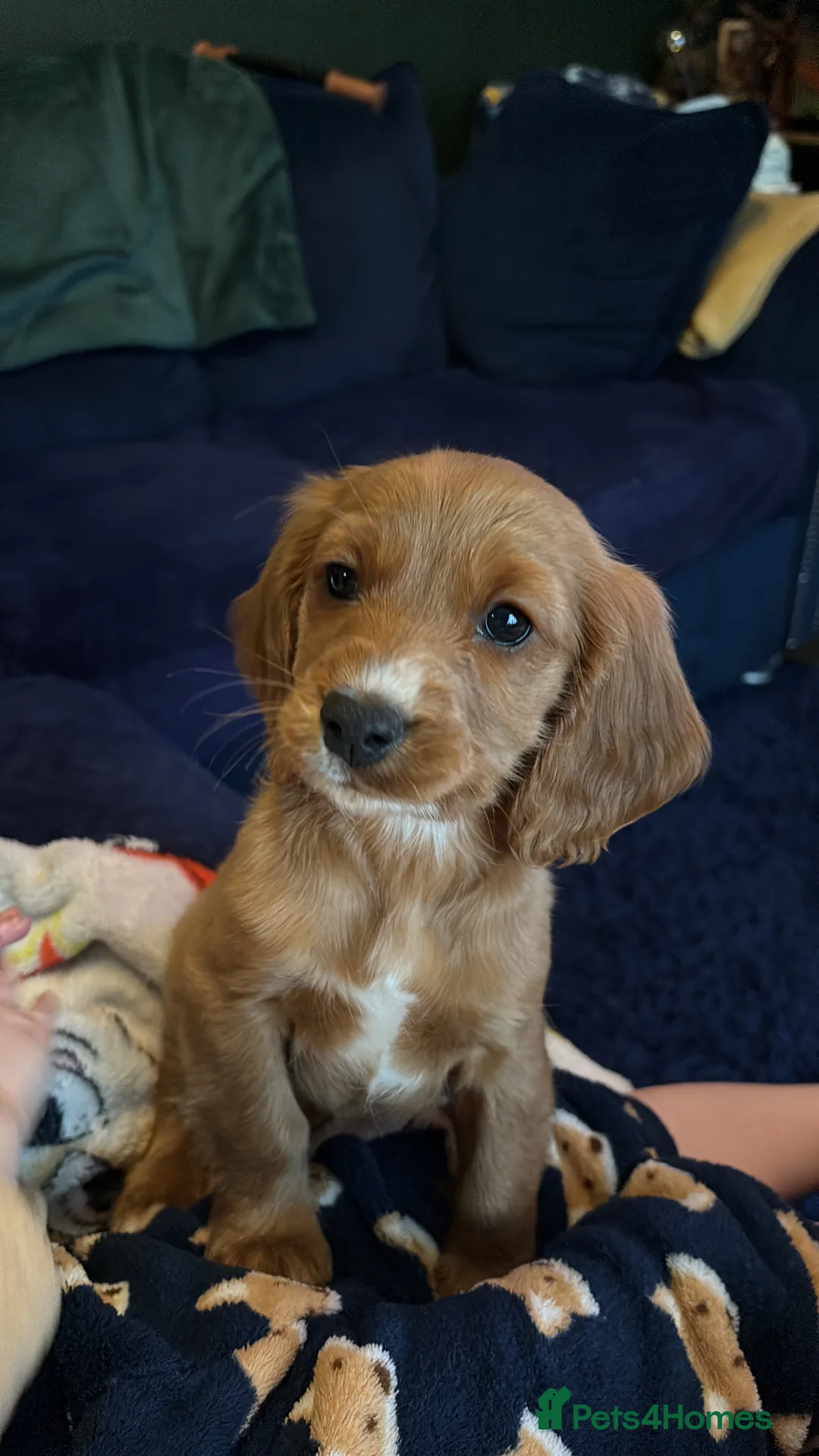 Mixed Breed dogs for sale: Cockaliar - Advert 2