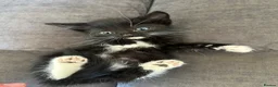 Mixed Breed cats for sale: Stunning kittens available ready now  - Advert 27