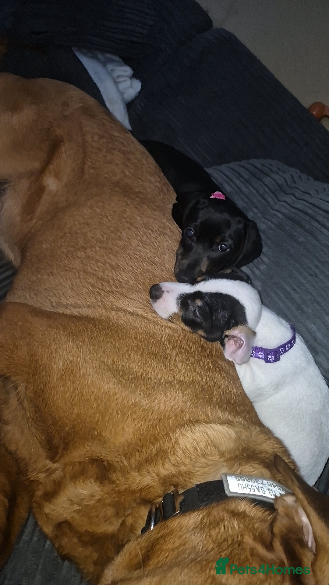 Jack Russell dogs 12 week old Jack russell pup - Advert 4