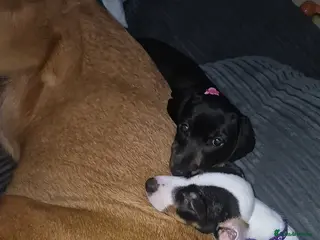 Jack Russell dogs 12 week old Jack russell pup - Advert 2