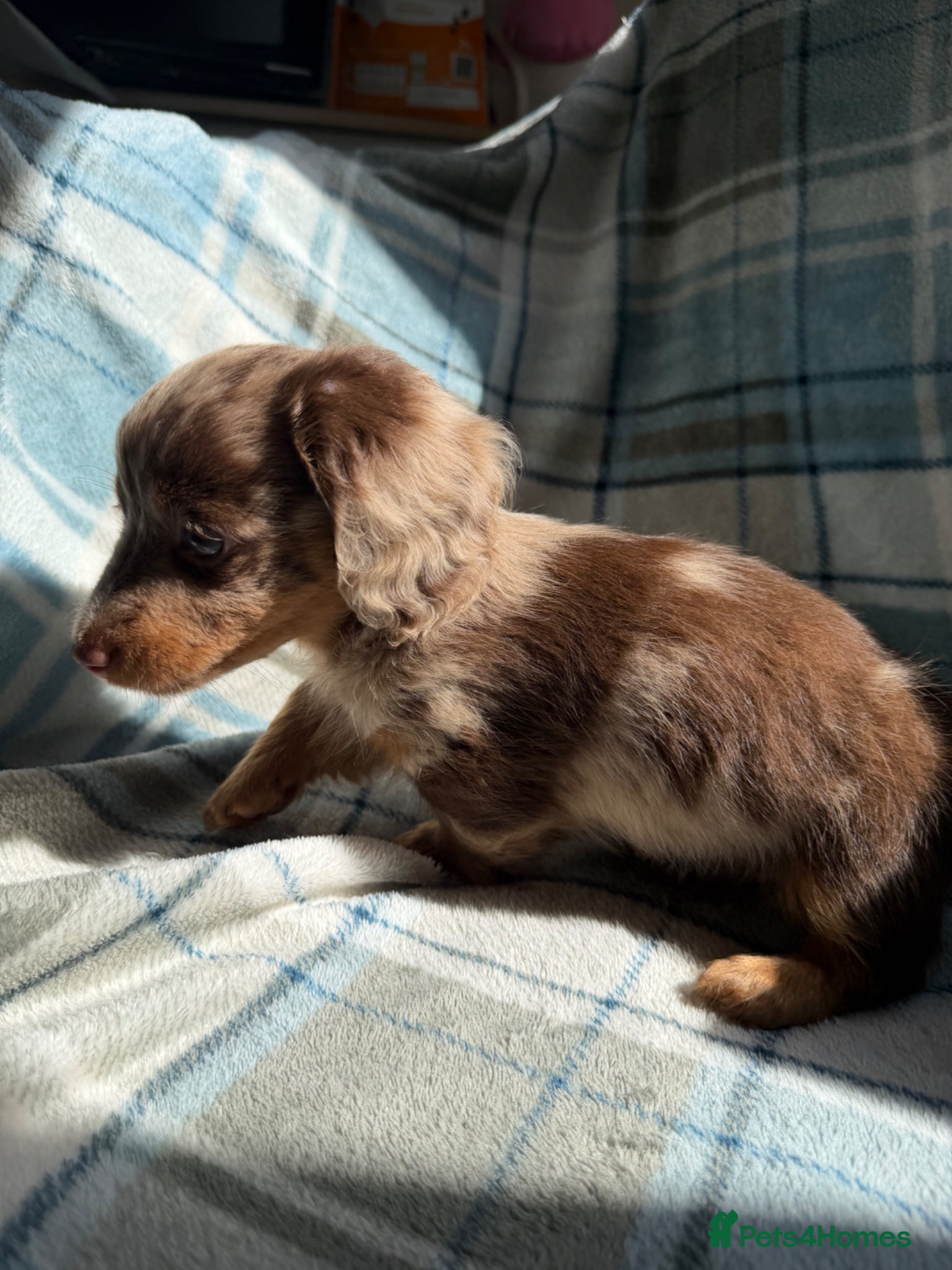 Dachshund dogs for sale: Miniature Dachshund Puppies  - Advert 15