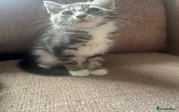 Mixed Breed cats for sale: Mixed breed kittens for sale - Image 6