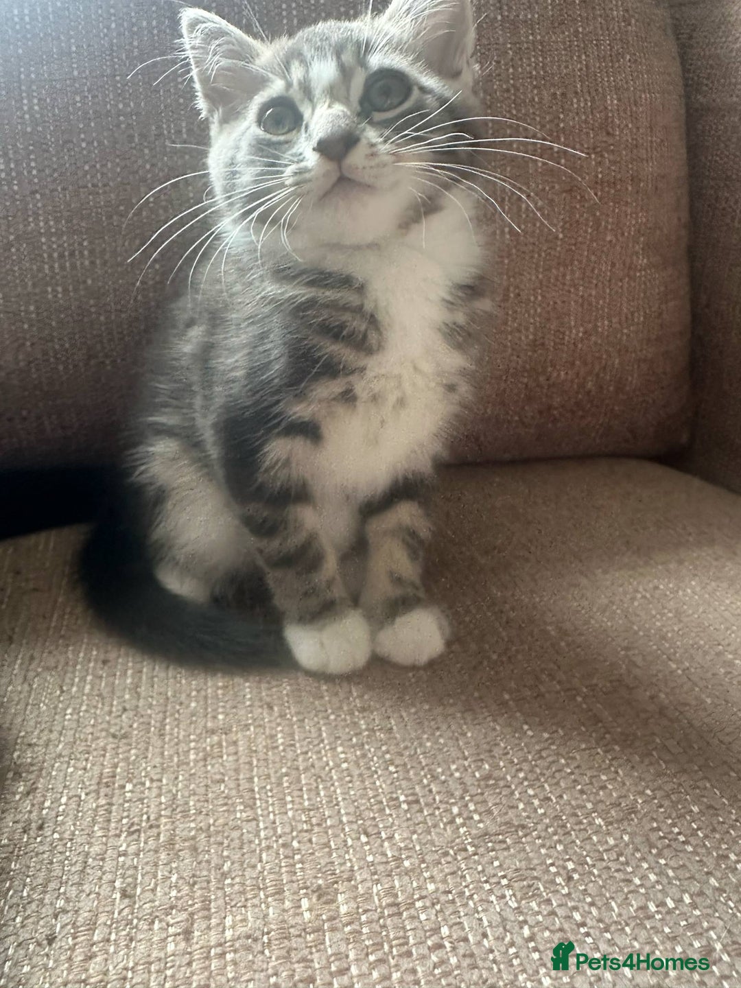 Mixed Breed cats for sale: Mixed breed kittens for sale - Image 6
