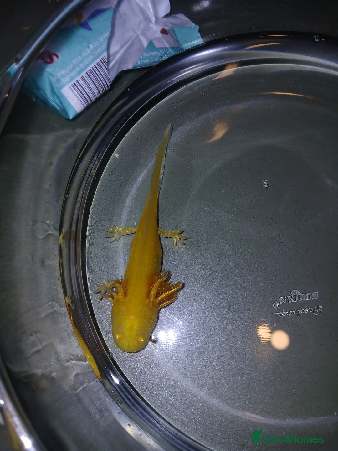 Other/Mixed Breed fish for sale: Axolotls babies gold and copper  - Advert 19