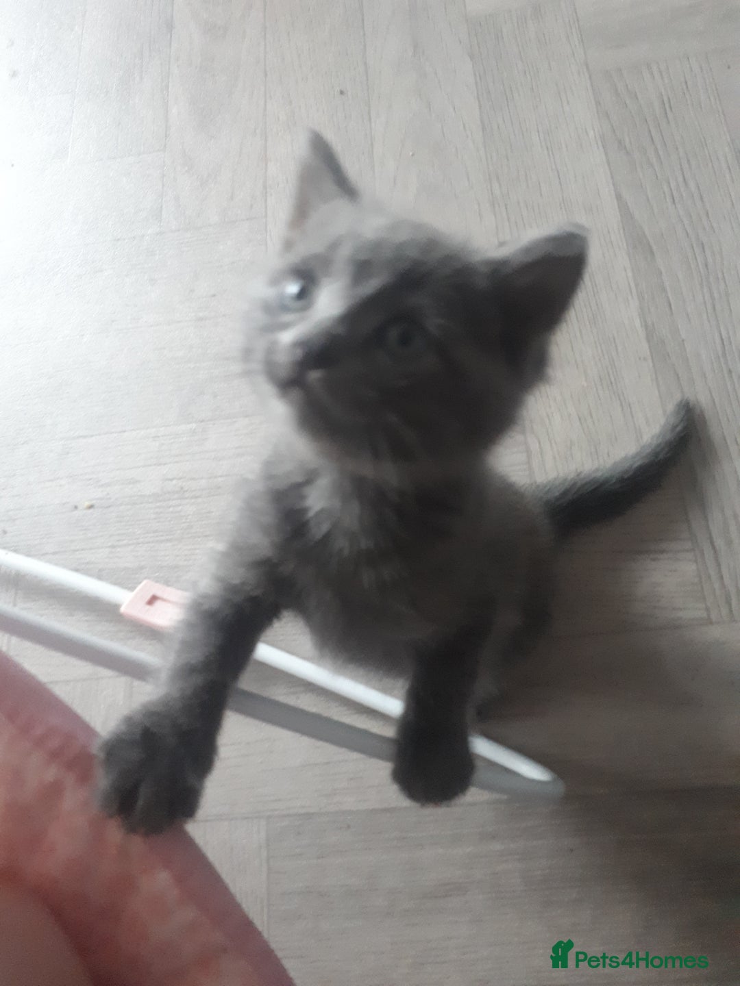 Bengal cats for sale: READY NOW 1 kitten left - Image 11