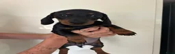 Dachshund dogs for sale: 2 black & tan Dachshund puppy’s READY NOW   - Advert 8