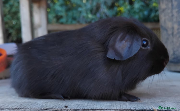 Guinea Pig rodents - Advert 17