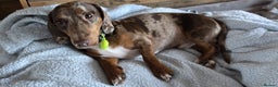 Dachshund dogs for sale: Beautiful Family Raised Daushound Puppies - Advert 3