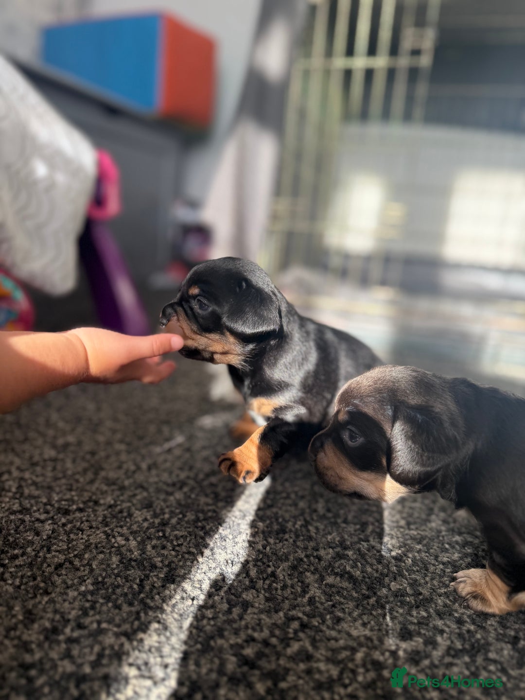 Mixed Breed dogs for sale: French bulldog X dauschaund - Image 6