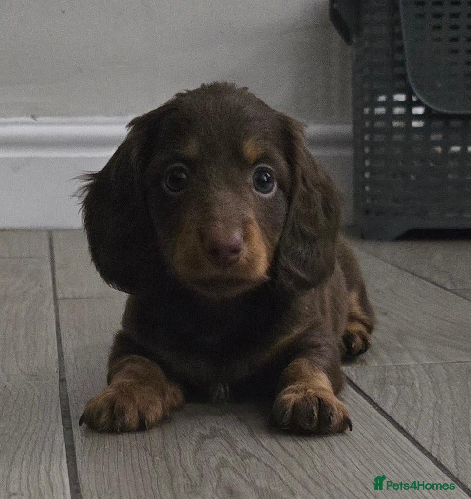 Miniature Dachshund dogs 4 male Dachshunds - Advert 16