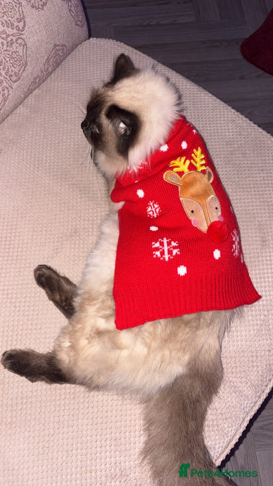 Mixed Breed cats Ragdoll cross kittens  - Advert 1