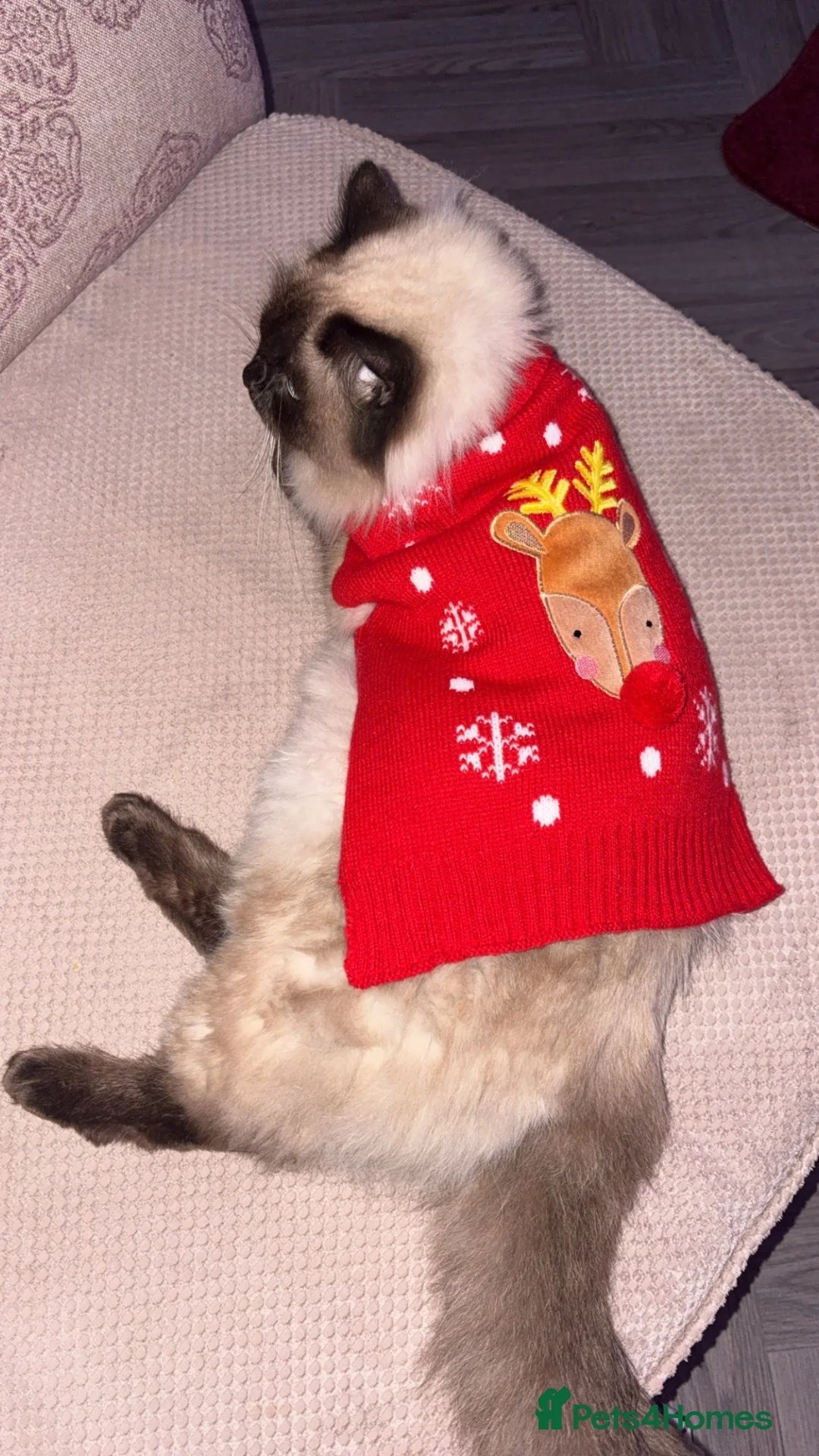 Mixed Breed cats for sale: Ragdoll cross kittens  - Advert 1