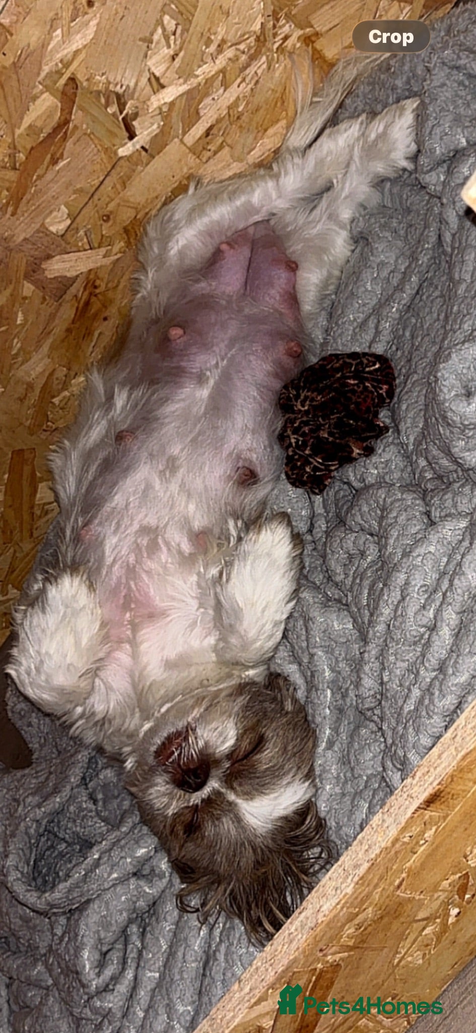 Shihpoo dogs Beautiful F1 Shihpoos - Advert 2