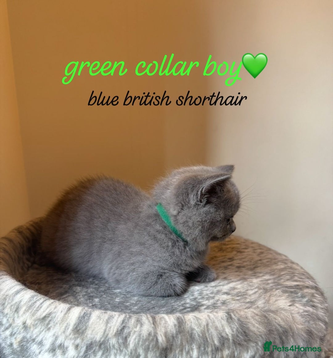 British Shorthair cats for sale: Lilac & Blue British Shorthairs! - Image 3