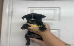 Mixed Breed dogs for sale: Beautiful mastiff cross pups - Image 32