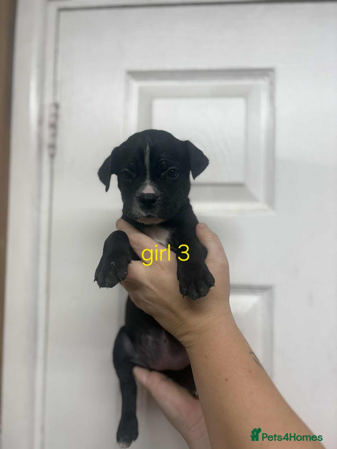 Mixed Breed dogs for sale: Beautiful mastiff cross pups - Image 32