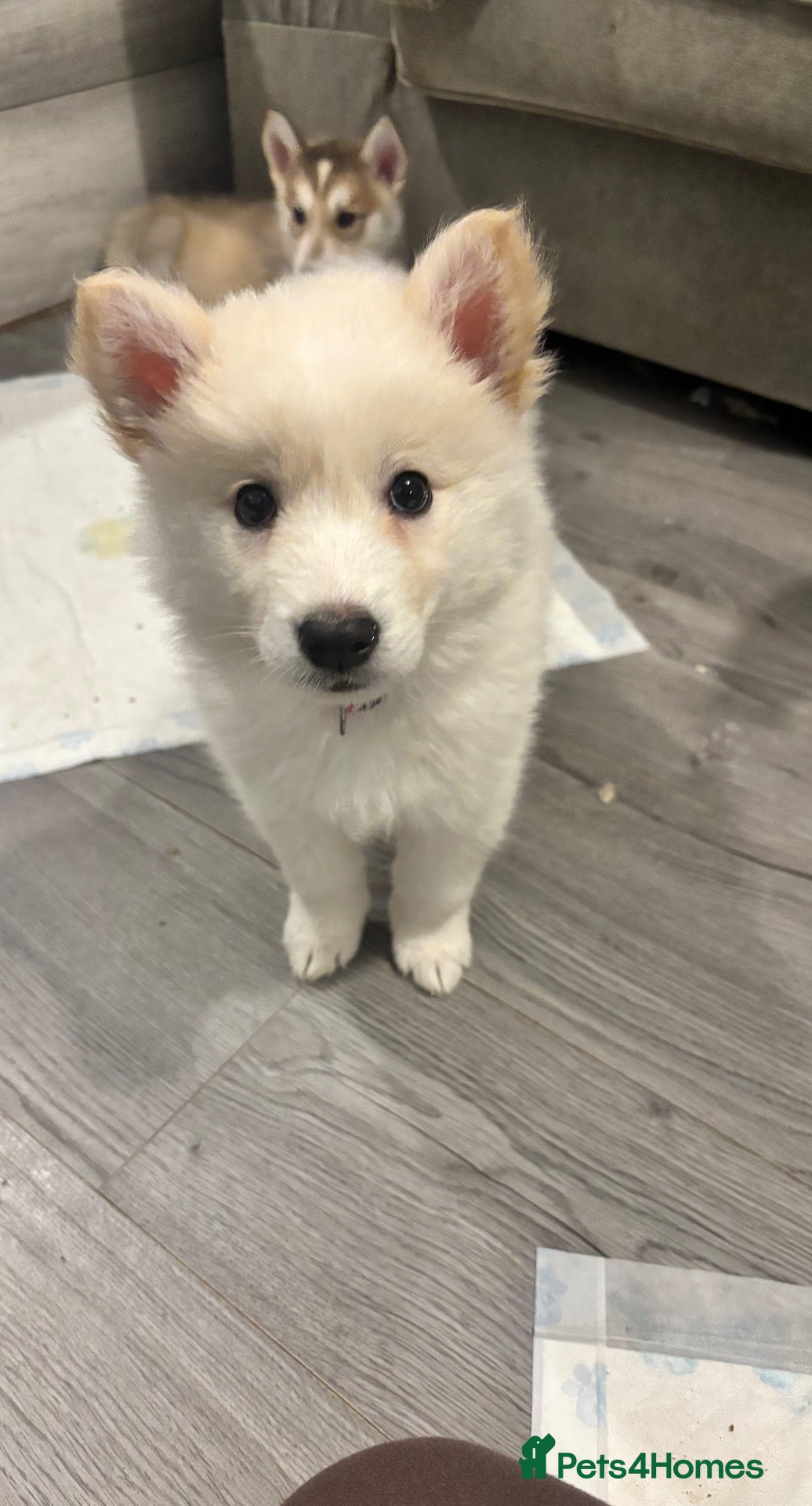 Siberian Husky dogs for sale: Husky pups for sale - Advert 14