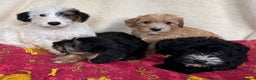 Mixed Breed dogs for sale: Beautiful Sealyham x poodle puppies  - Advert 7