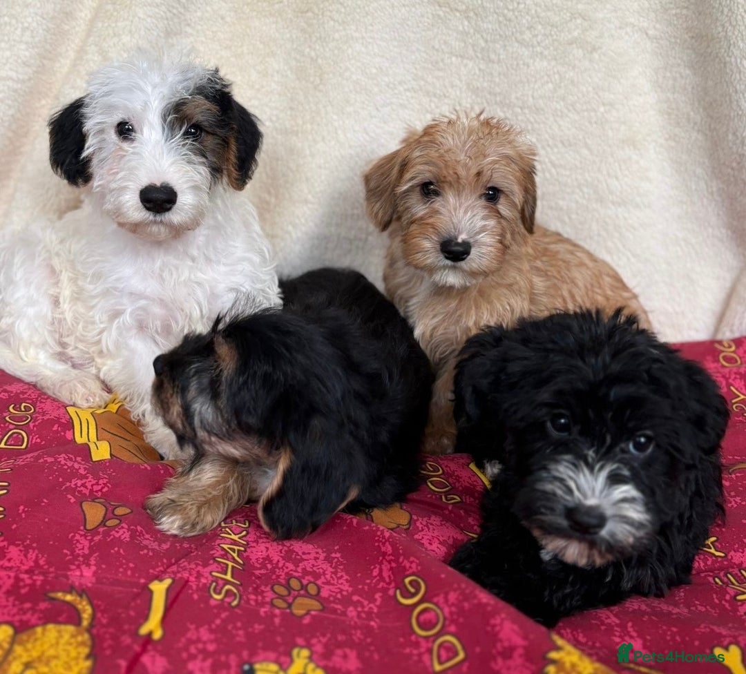 Mixed Breed dogs for sale: Beautiful Sealyham x poodle puppies  - Advert 7