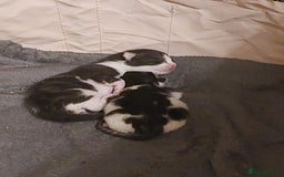 Mixed Breed cats for sale: Dennis - 20 weeks old - Image 5