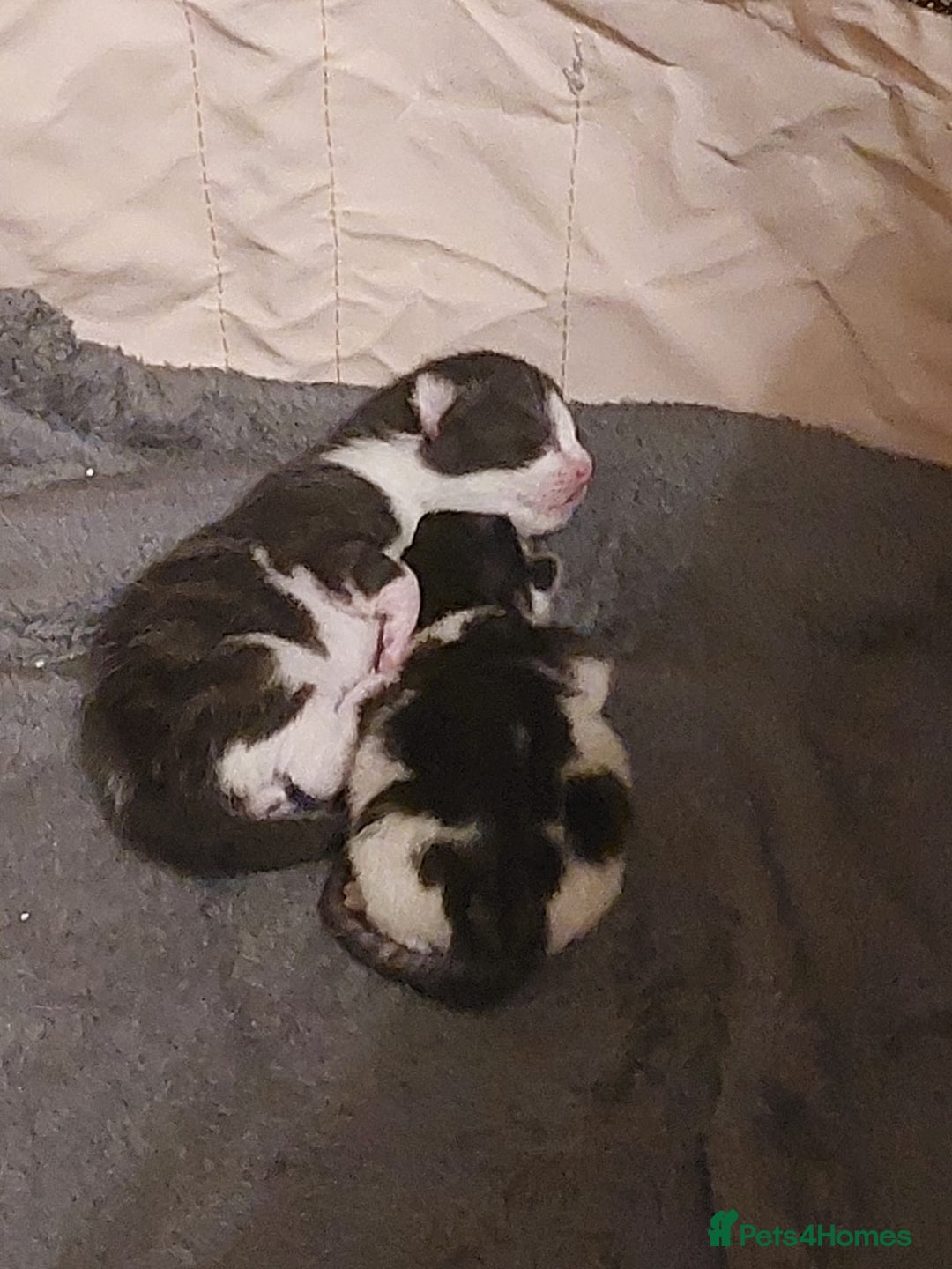 Mixed Breed cats for sale: Dennis - 20 weeks old - Image 5