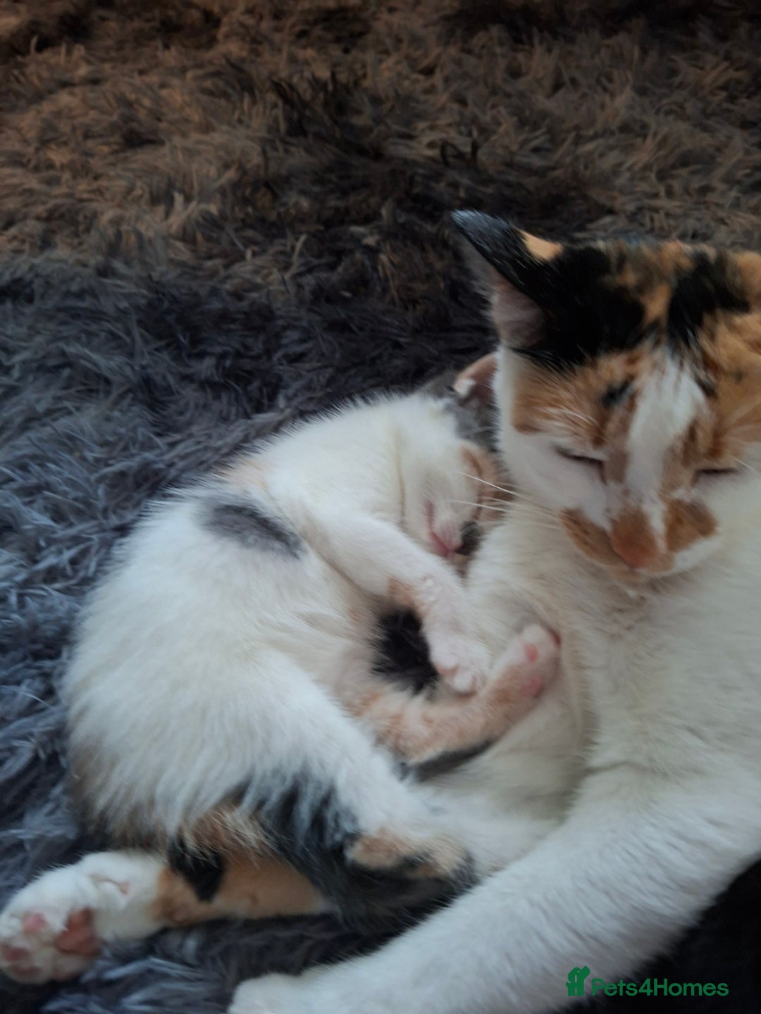 Mixed Breed cats for sale: Beautiful fluffy kittens for sale - Image 6