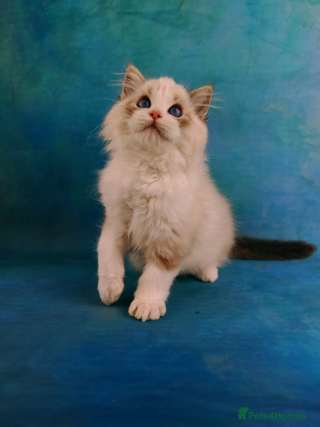 Ragdoll cats for sale: ❤️BEST KITTENS RAGDOLL❤️ CHAMPION REGIONAL WINNER  - Advert 23