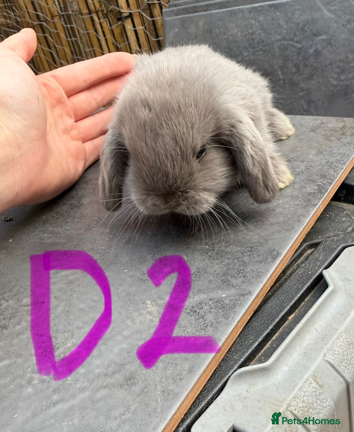 Mini Lop rabbits 4 Pure Mini Lops 🩶 Leave 25th July  - Advert 2