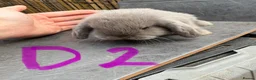 Mini Lop rabbits for sale: 6 Pure Mini Lops 🩶 Leave 25th July  - Advert 5