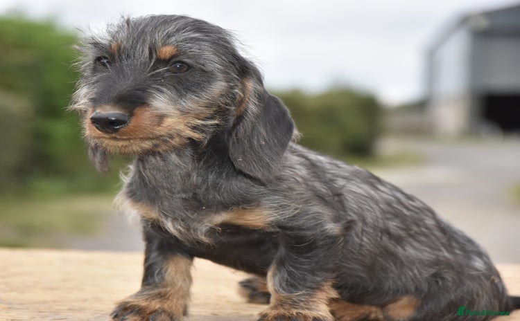 Dachshund dogs - Advert 12