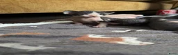 Sphynx cats for sale: 5 Beautiful Sphynx Babies  - Advert 10