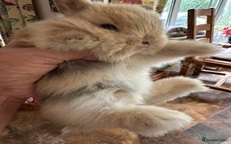 Mini Lion Lop rabbits for sale: Pure bred mini lop bunnies in Uckfield - Image 17
