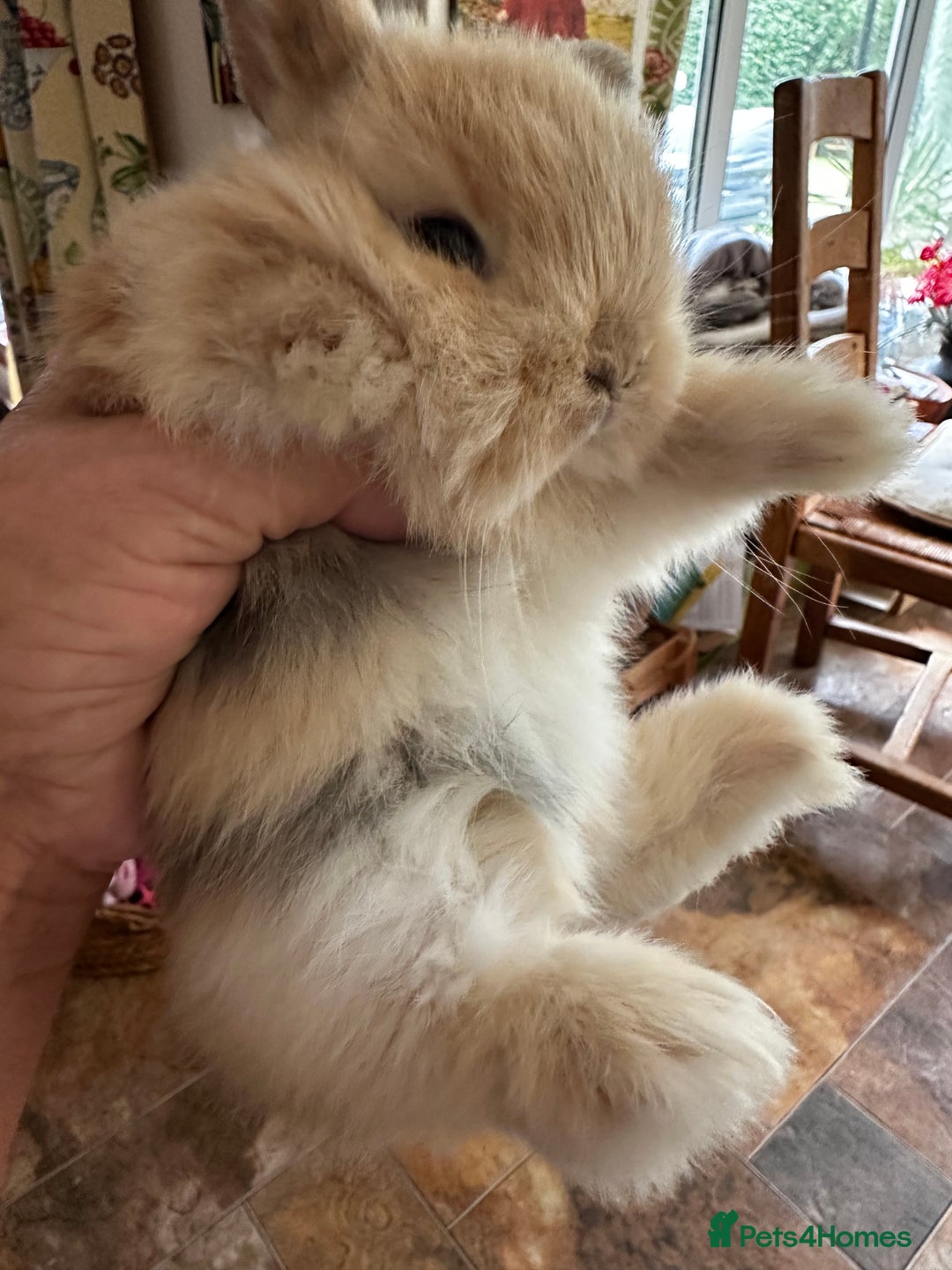 Mini Lion Lop rabbits for sale: Pure bred mini lop bunnies in Uckfield - Image 17