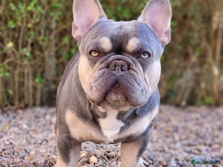 French Bulldog dogs in Manchester - Advert 8