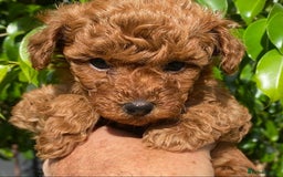 Toy Poodle dogs for sale: Beautiful Pure bred Tiny Toy Poodle puppies - Advert 4